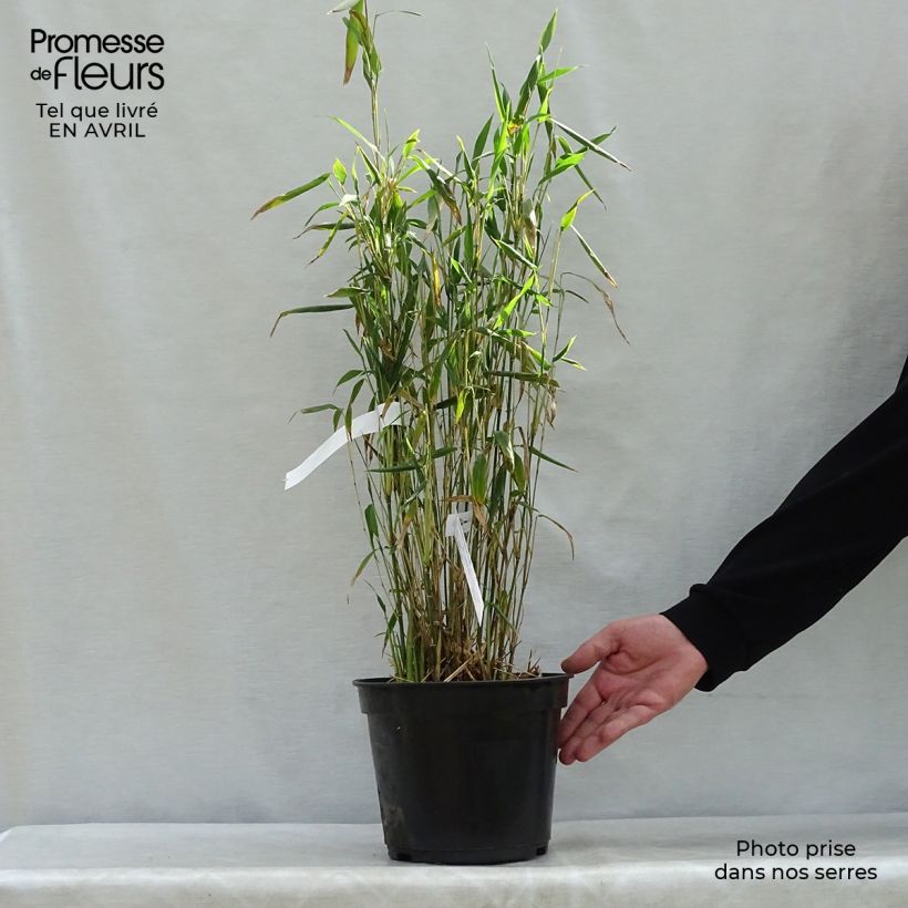Example of Fargesia papyrifera Blue Dragon - Bambus Topf mit 4L/5L as you get in printemps