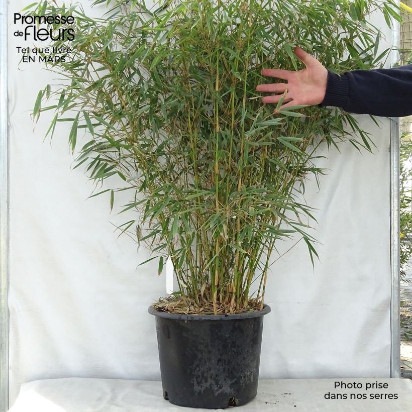 Example of Fargesia robusta - Bambus Topf mit 18L/20L as you get in printemps