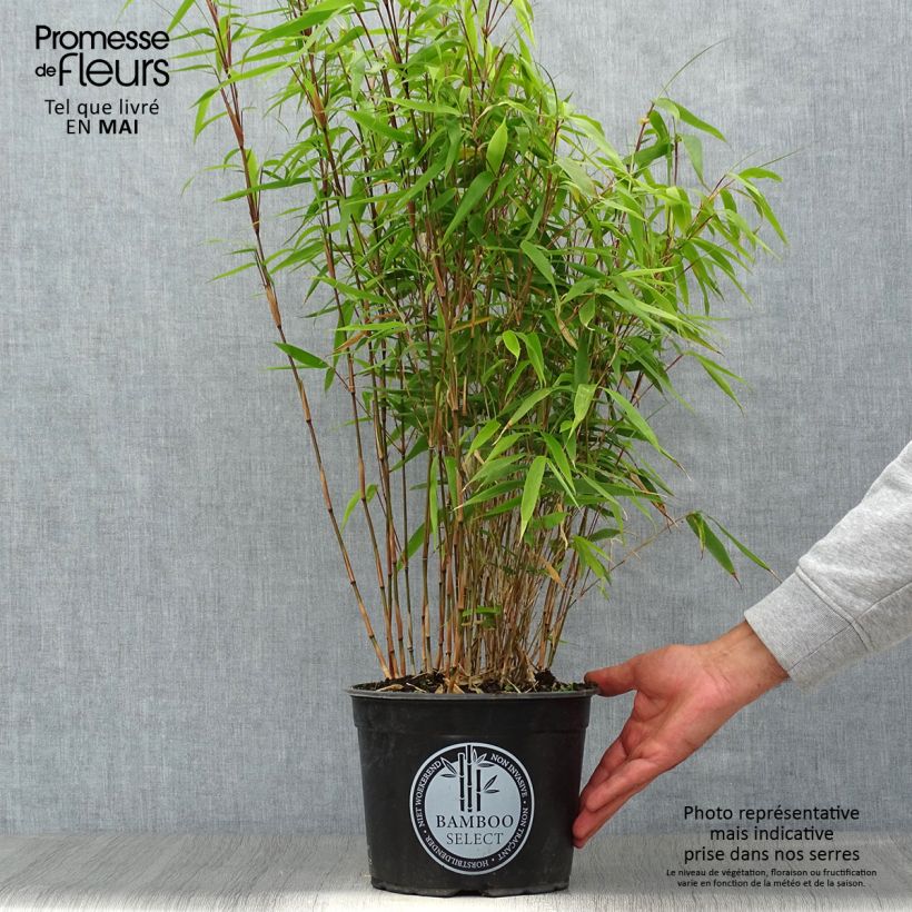 Example of Fargesia robusta Formidable - Bambus Topf mit 4L/5L as you get in printemps