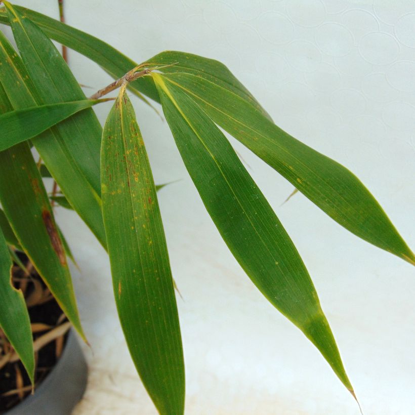Fargesia robusta Wolong - Bambus (Foliage)