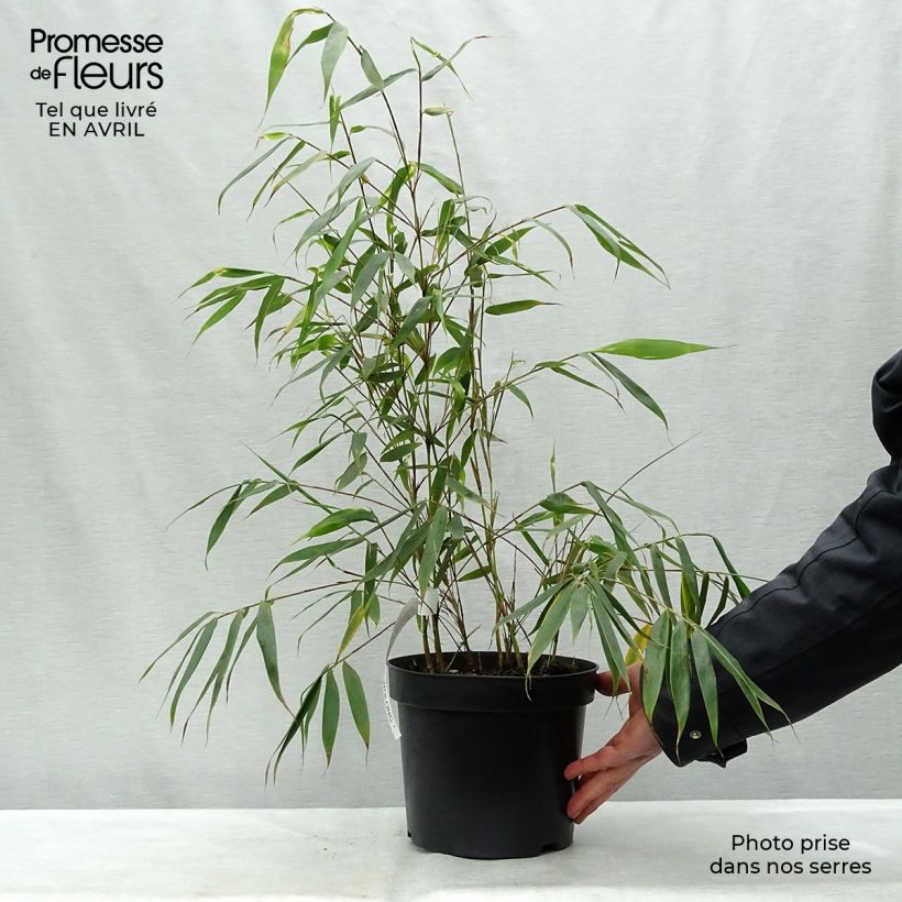 Example of Fargesia robusta Wolong - Bambus Topf mit 4L/5L as you get in printemps