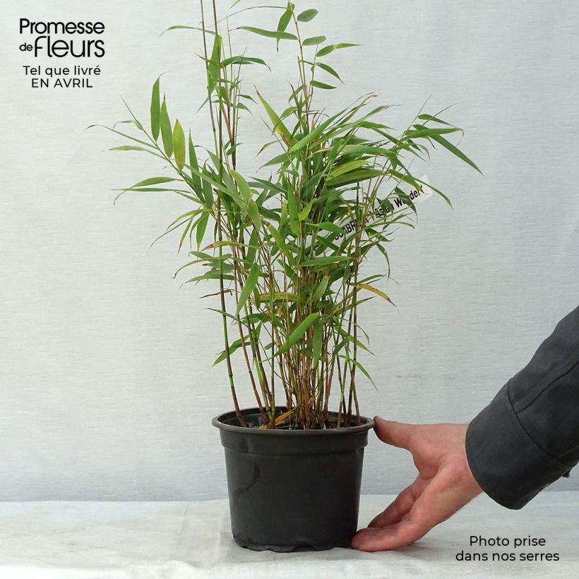 Example of Fargesia scabrida Asian wonder - Bambus Topf mit 2L/3L as you get in printemps