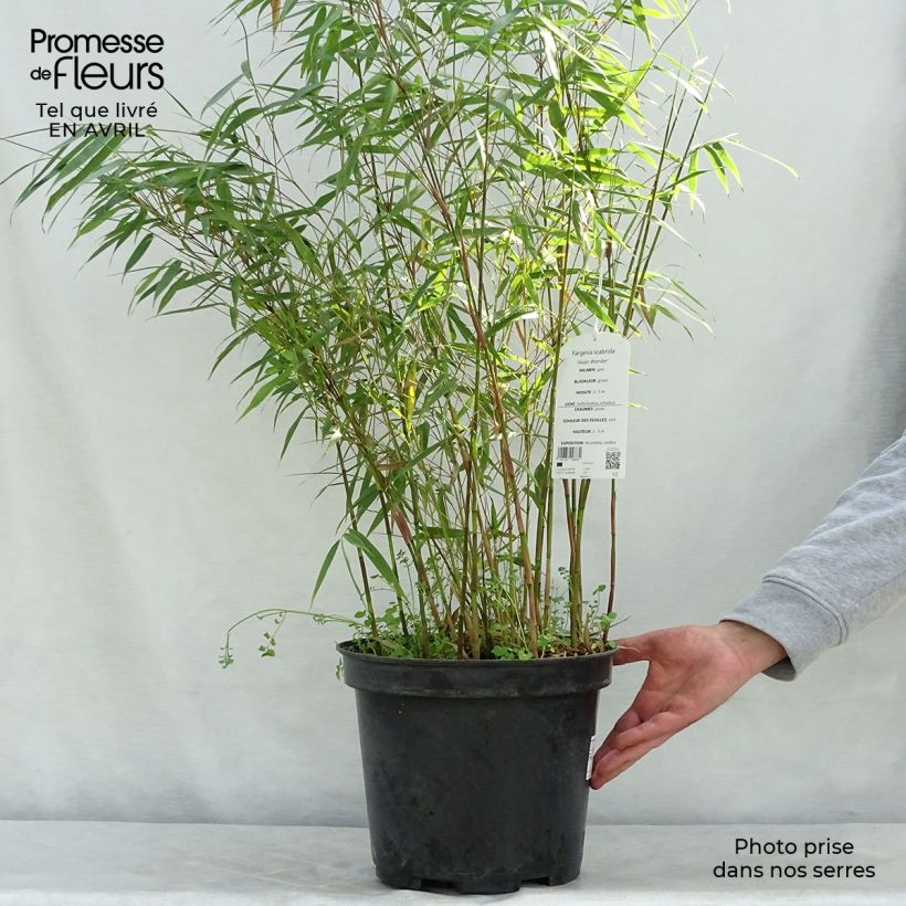 Example of Fargesia scabrida Asian wonder - Bambus Topf mit 6L/7L as you get in printemps
