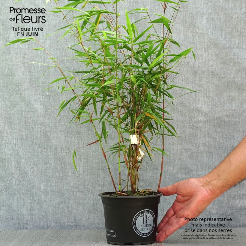 Exemplar von Fargesia scabrida Asian wonder - Bambus Topf mit 2L/3L wie im Sommer geliefert