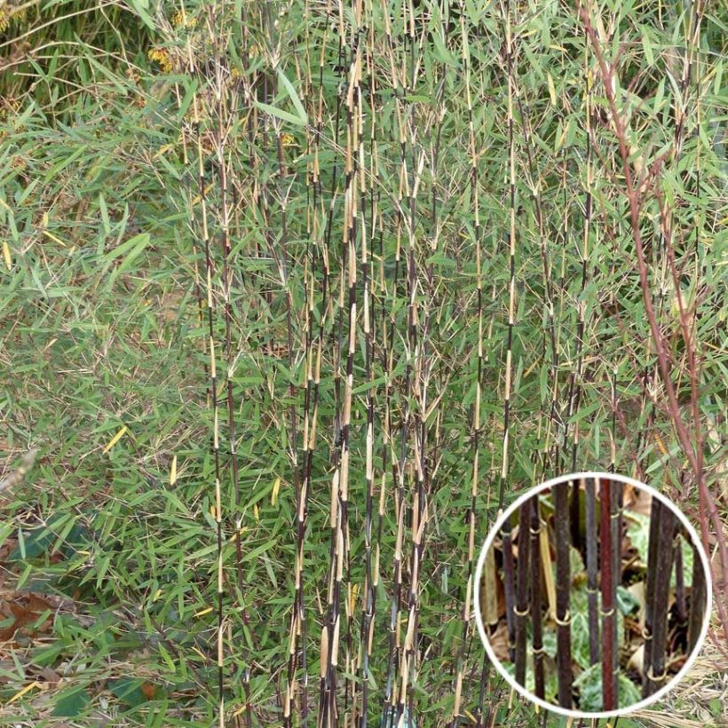 Fargesia sp Jiuzhaigou Deep Purple - Bambus (Foliage)