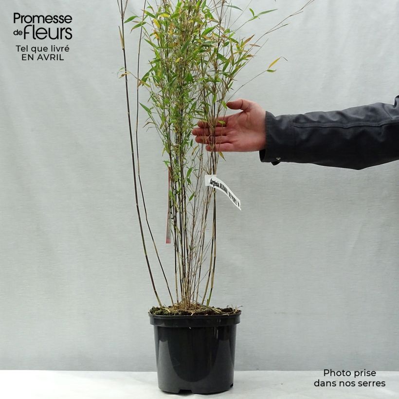 Example of Fargesia sp Jiuzhaigou Deep Purple - Bambus Topf mit 4L/5L as you get in printemps
