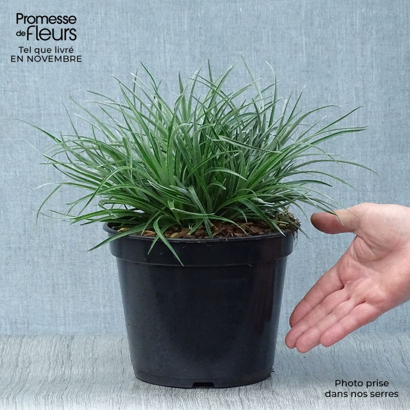 Exemplar von Fascicularia bicolor - Fascicularie Topf mit 2L/3L wie im Herbst geliefert