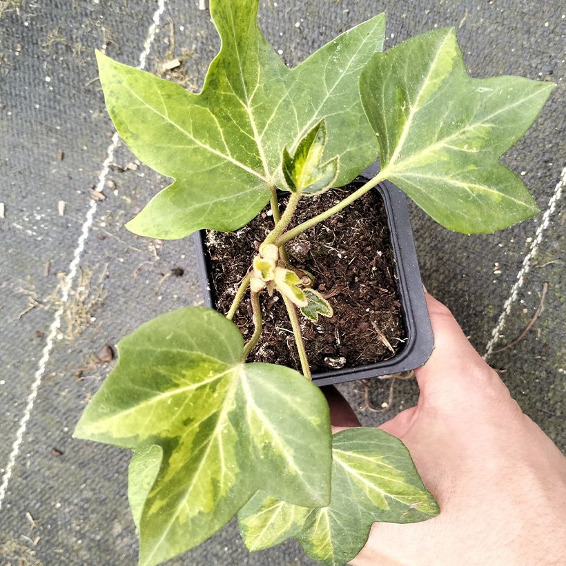 Fatshedera lizei Annemieke - Lierre arborescent panaché (Laub)
