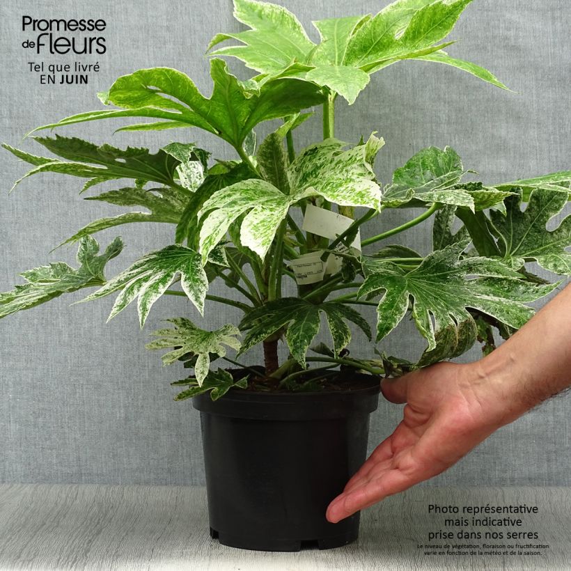 Exemplar von Fatsia japonica Spider's Web - Zimmeraralie Topf mit 2L/3L wie im Sommer geliefert