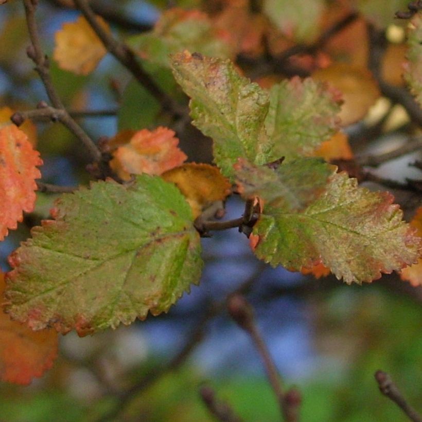 Nothofagus antarctica - Scheinbuche (Foliage)