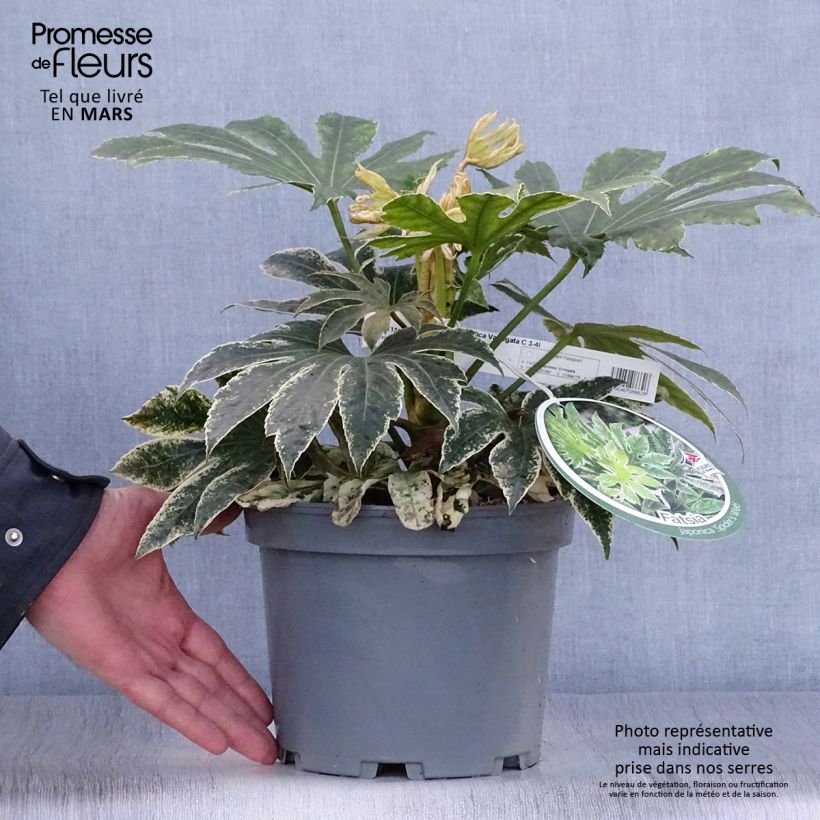 Example of Fatsia japonica Variegata - Zimmeraralie Topf mit 3L/4L as you get in printemps