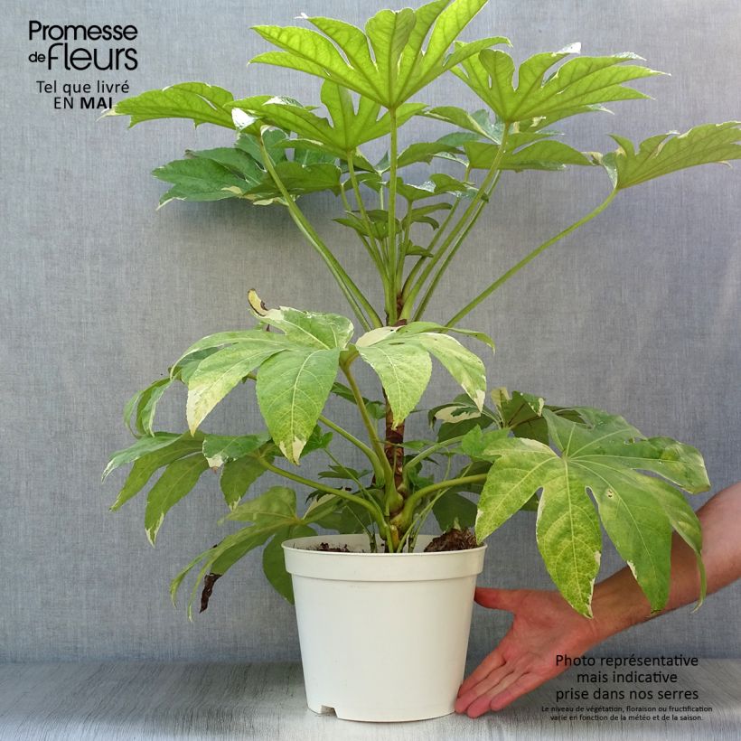Example of Fatsia japonica Variegata - Zimmeraralie Topf mit 6L/7L as you get in printemps