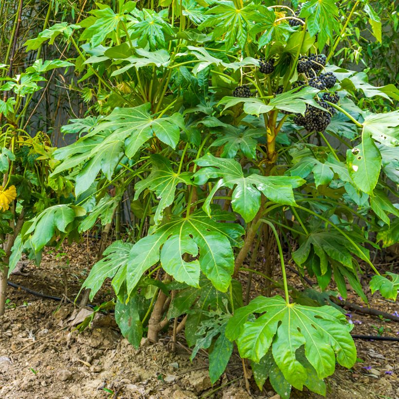 Fatsia japonica - Zimmeraralie (Plant habit)