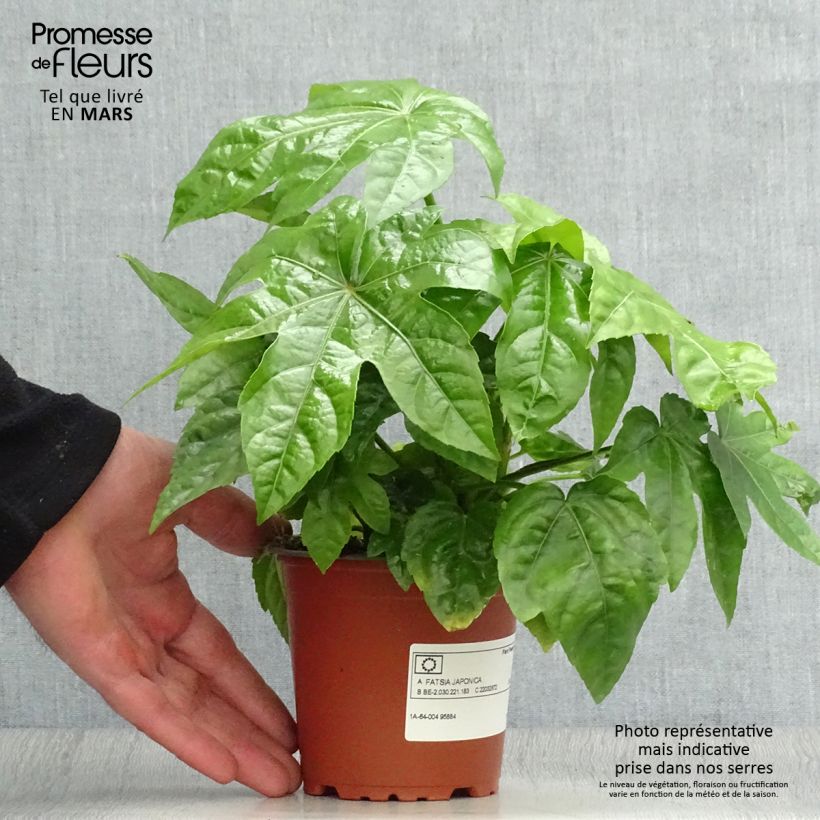 Example of Fatsia japonica - Zimmeraralie Kleine Töpfe von 8/9 cm as you get in printemps