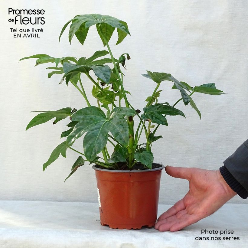 Example of Fatsia japonica - Zimmeraralie Topf mit 2L/3L as you get in printemps