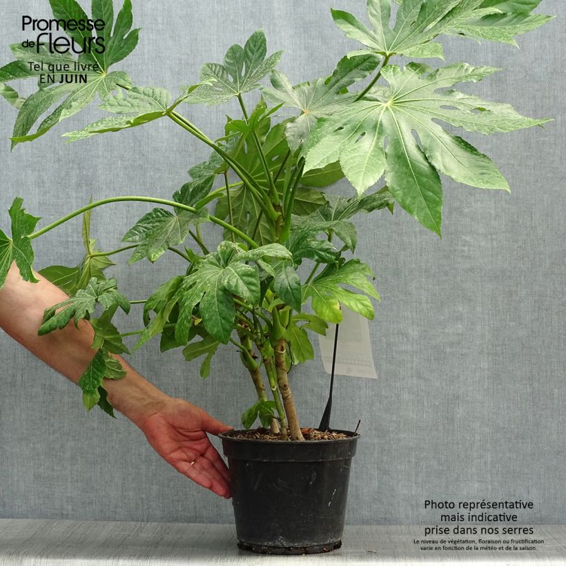 Exemplar von Fatsia japonica - Zimmeraralie Topf mit 4L/5L wie im Sommer geliefert