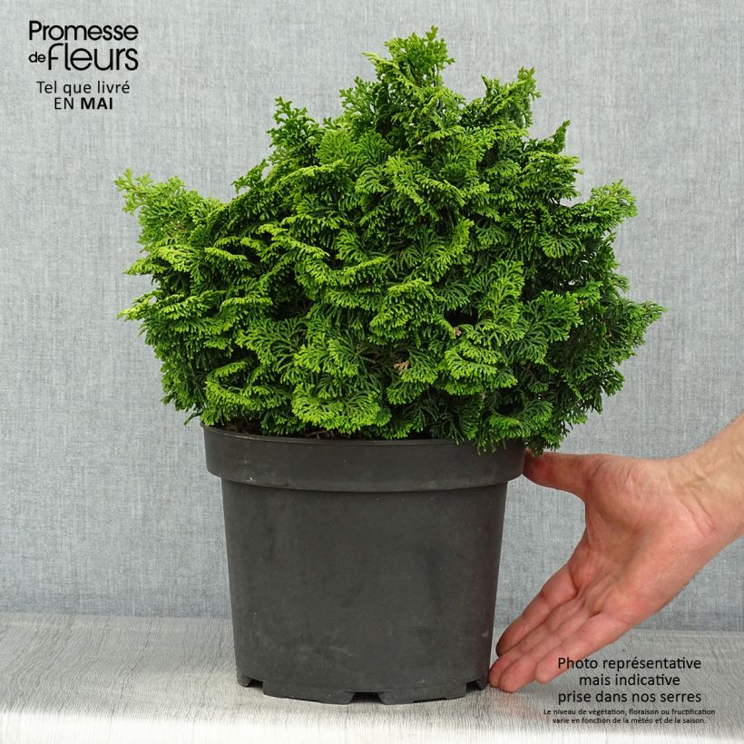 Example of Chamaecyparis obtusa Kosteri Topf mit 4L/5L as you get in printemps