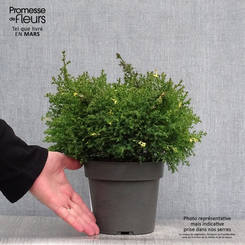 Exemplar von Chamaecyparis obtusa Saffron Spray Topf mit 2L/3L wie im Frühjahr geliefert