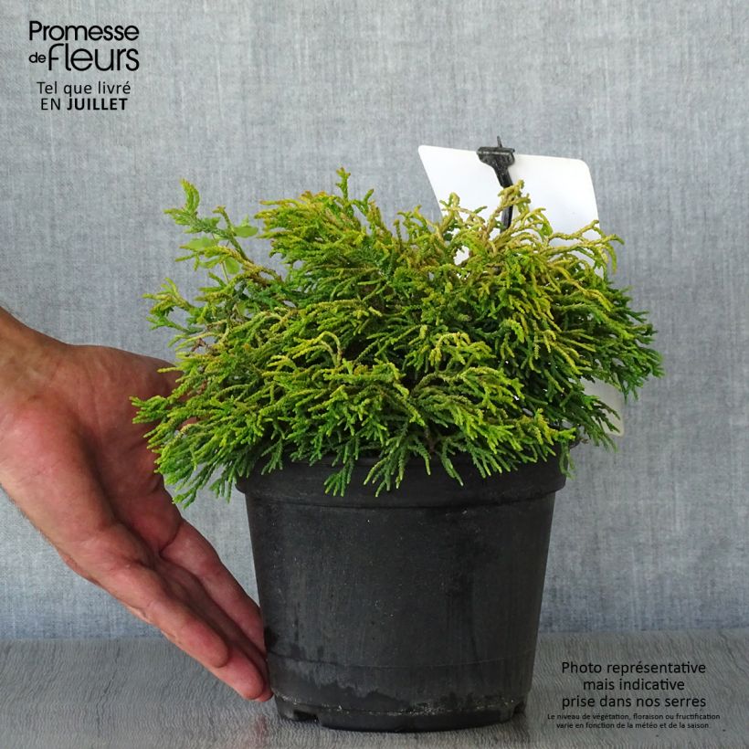 Exemplar von Chamaecyparis obtusa Tsatsumi Gold Topf mit 2L/3L wie im Sommer geliefert