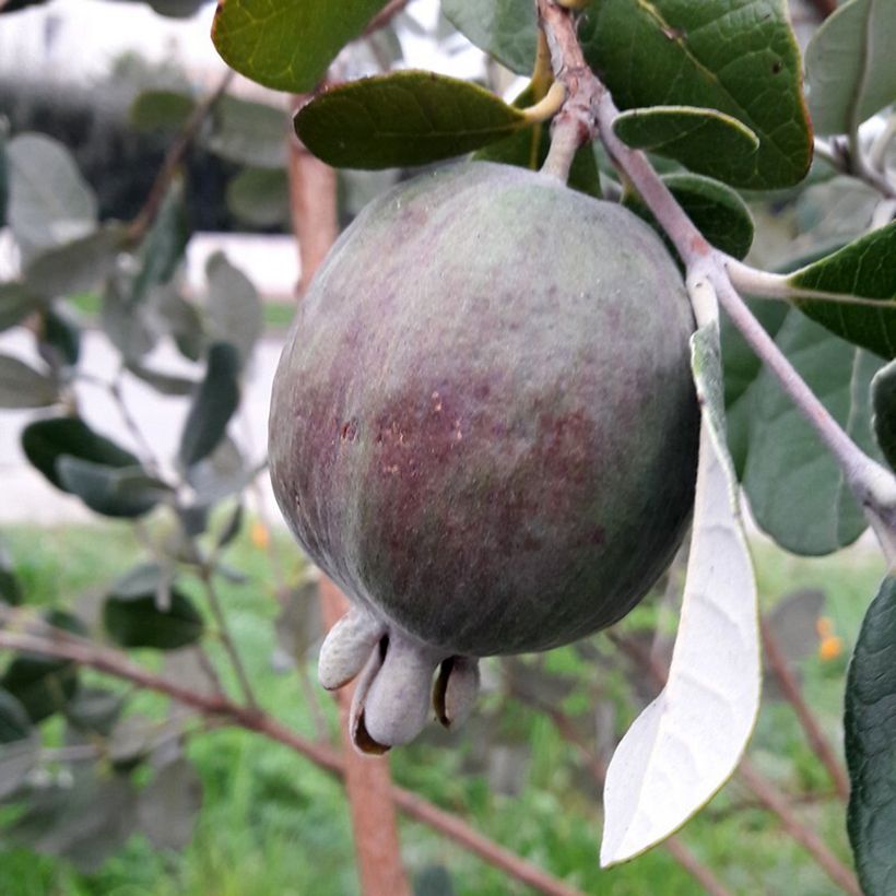 Brasilianische Guave Apollo - Feijoa sellowiana (Ernte)