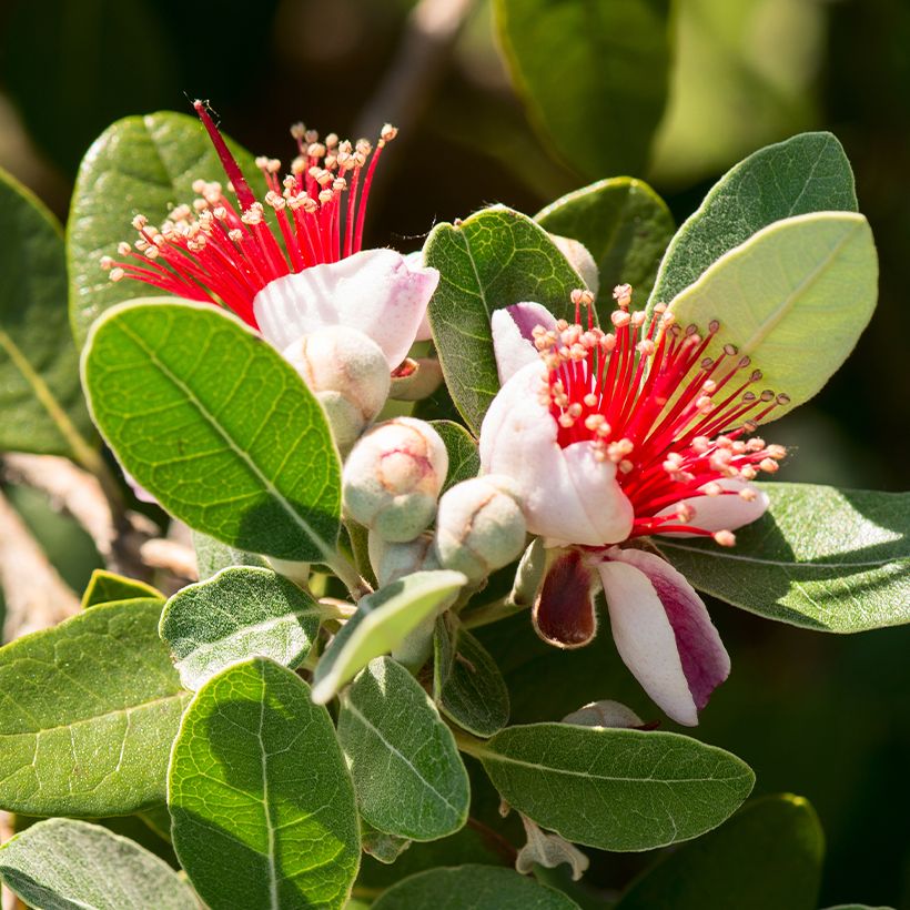 Brasilianische Guave Triumph - Feijoa sellowiana (Flowering)