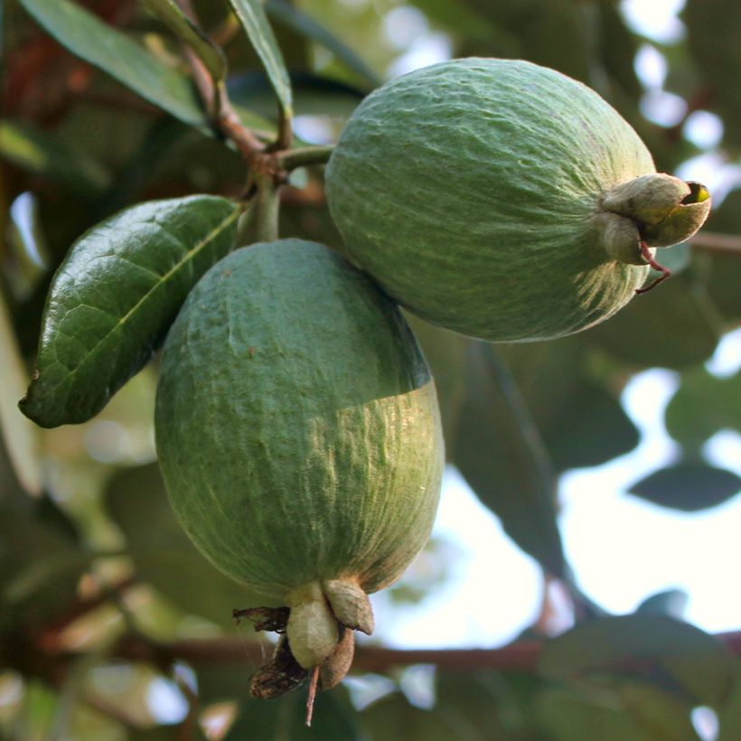 Brasilianische Guave Triumph - Feijoa sellowiana (Harvest)