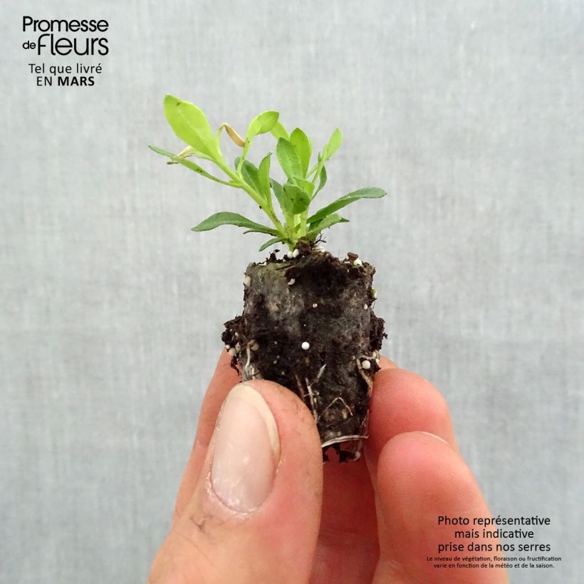 Example of Felicia amelloides Forever Blue - Kapaster Mini-Plug Ø 1,5/2,5 cm as you get in printemps