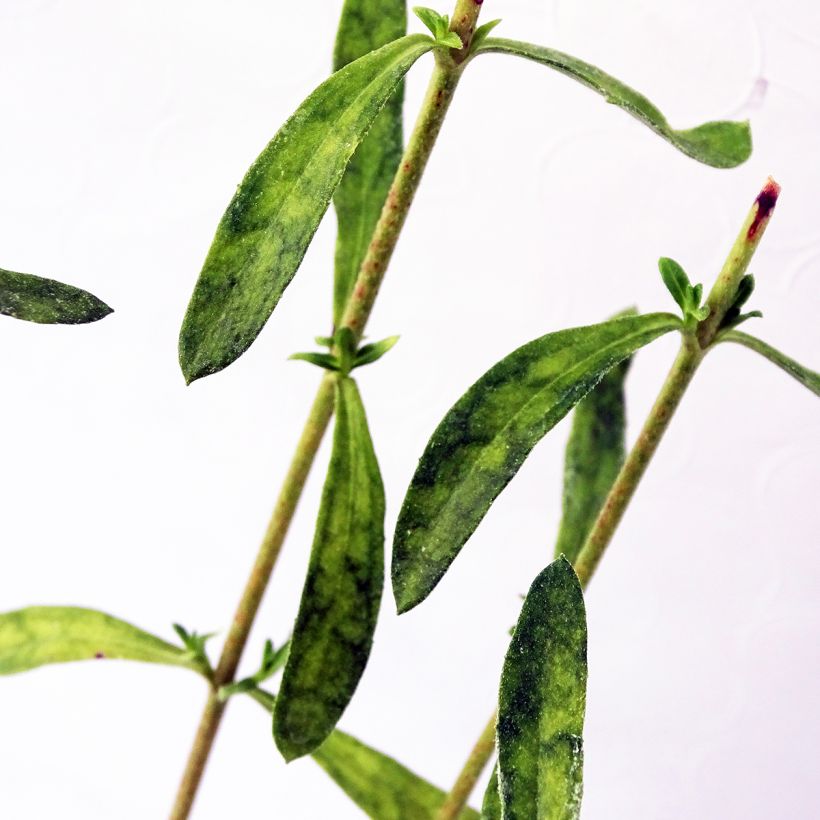 Felicia amelloides - Kapaster (Foliage)