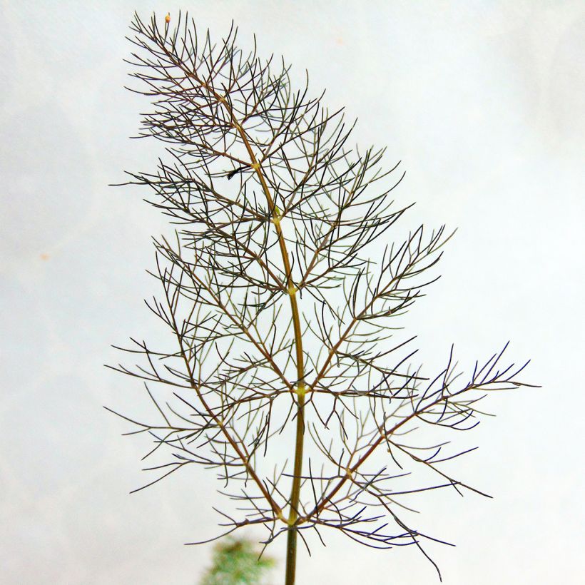 Fenchel Purpureum - Foeniculum vulgare (Foliage)