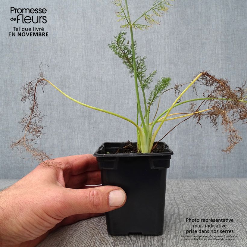 Exemplar von Fenchel Purpureum - Foeniculum vulgare Kleine Töpfe von 7/8 cm wie im Herbst geliefert