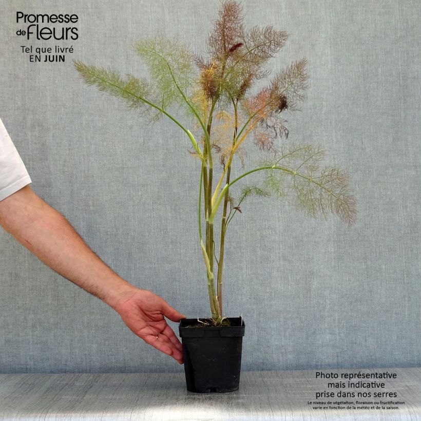 Example of Fenchel Purpureum - Foeniculum vulgare Topf mit 2L/3L as you get in printemps