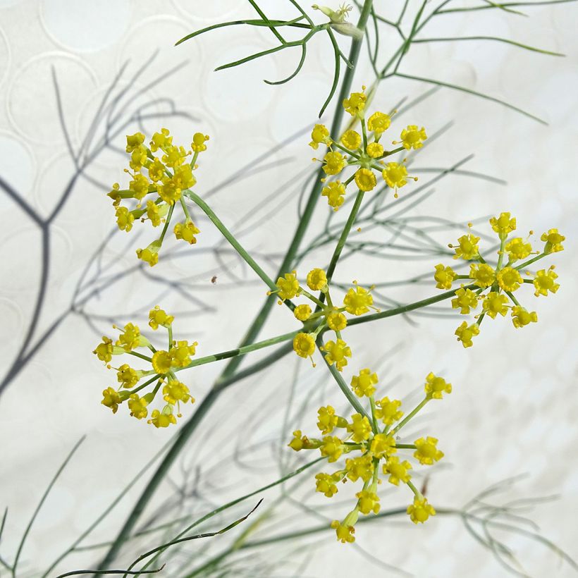 Fenchel - Foeniculum vulgare (Flowering)