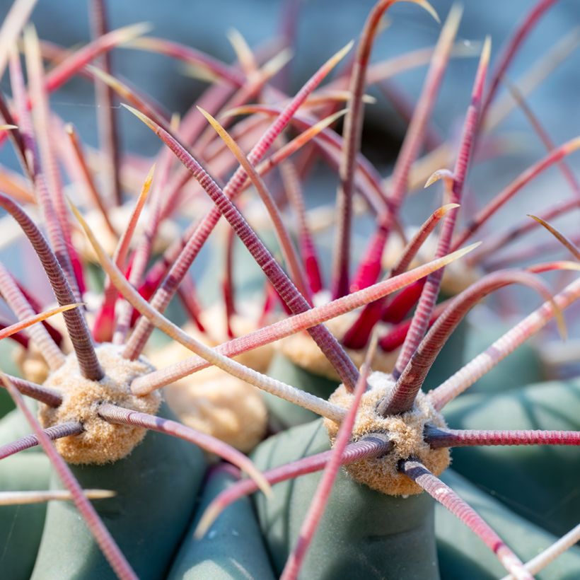 Ferocactus emoryi - Ferokaktus (Laub)