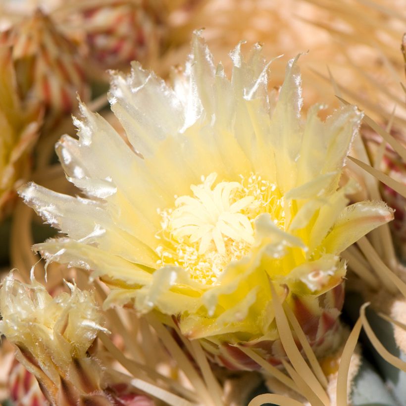 Ferocactus glaucescens - Ferokaktus (Blüte)