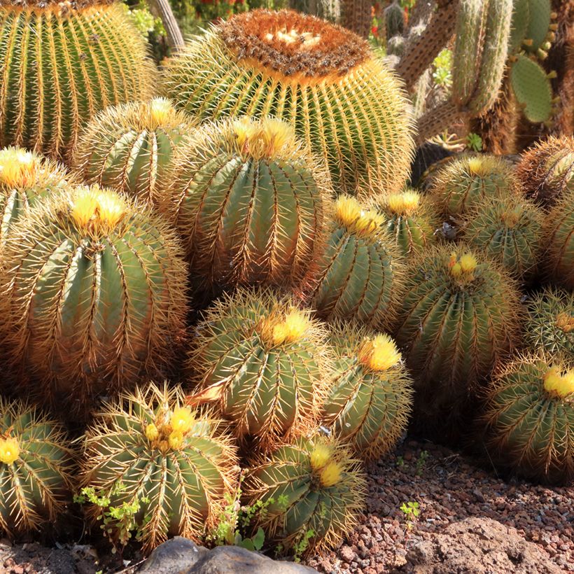 Ferocactus glaucescens - Ferokaktus (Wuchs)