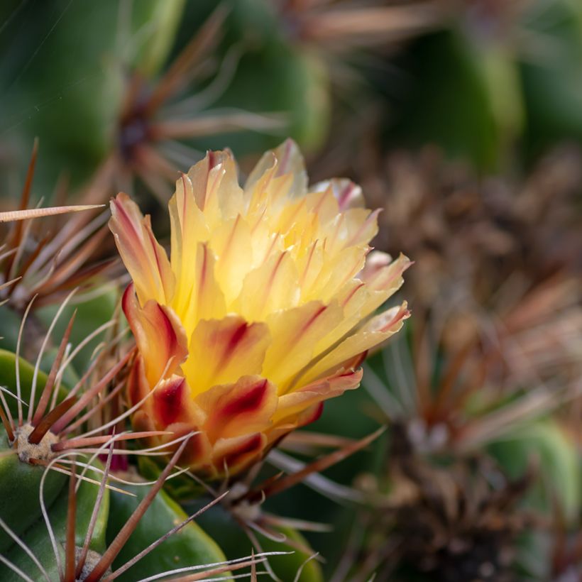 Ferocactus robustus - Ferokaktus (Blüte)