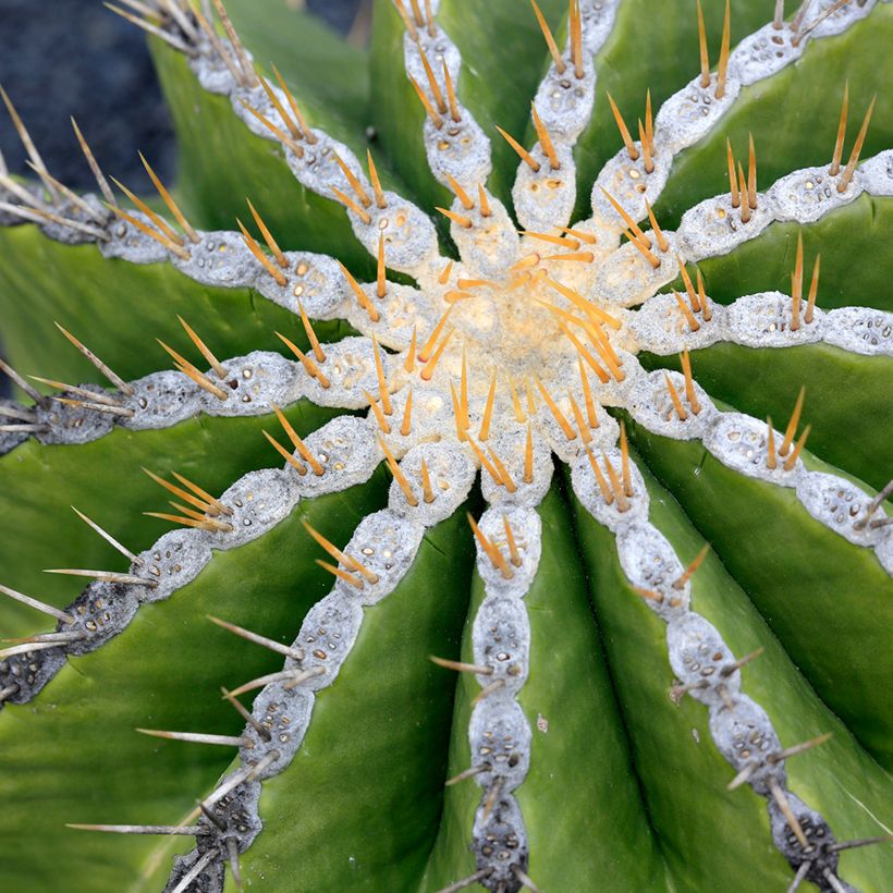 Ferocactus schwarzii - Ferokaktus (Foliage)