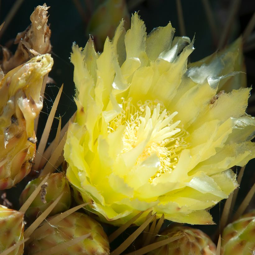 Ferocactus schwarzii - Ferokaktus (Flowering)