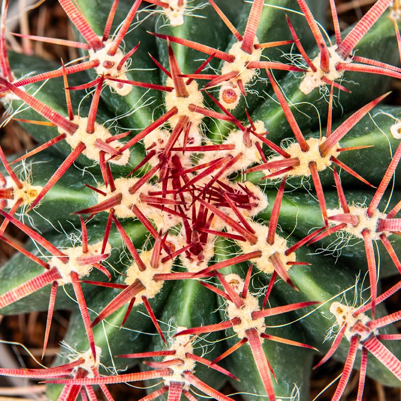 Ferocactus stainesii - Ferocactus stainesii (Laub)