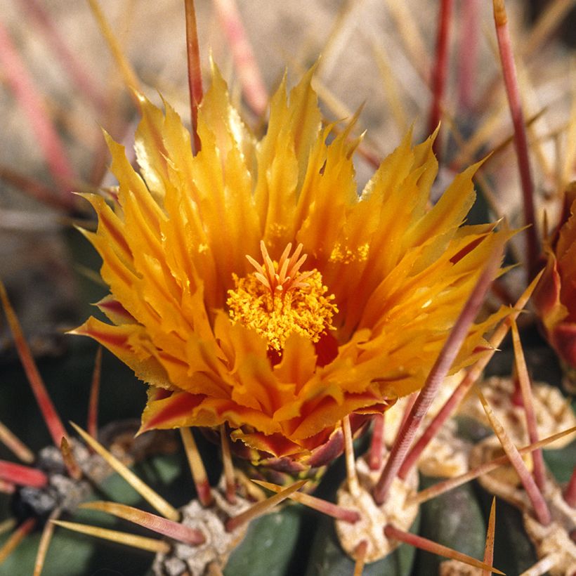 Ferocactus stainesii - Ferocactus stainesii (Blüte)