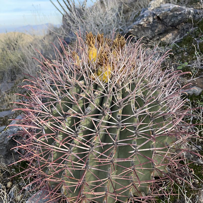 Ferocactus emoryi - Ferokaktus (Wuchs)