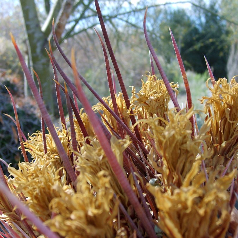 Ferocactus rectispinus - Ferokaktus (Laub)