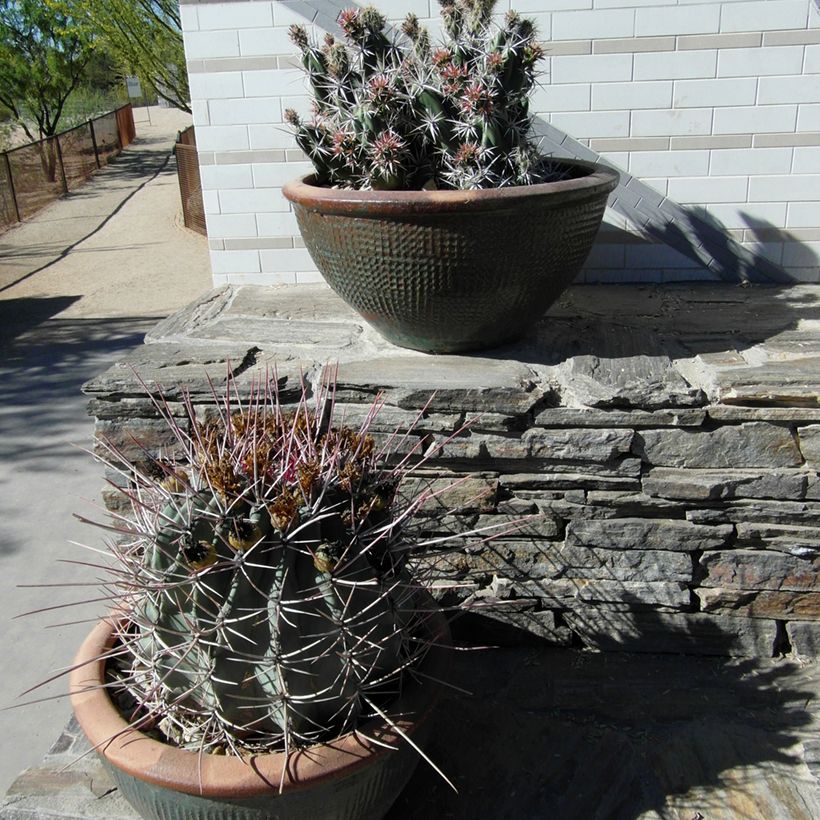 Ferocactus rectispinus - Ferokaktus (Wuchs)