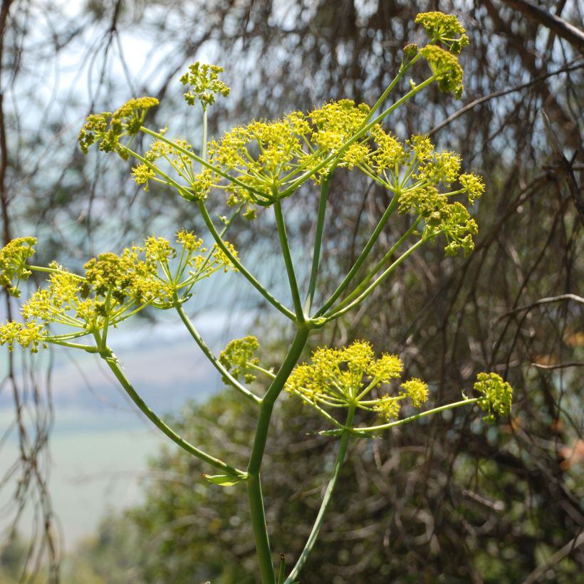 Gemeines Rutenkraut - Ferula communis (Flowering)