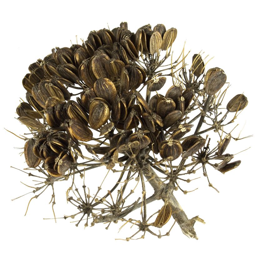 Gemeines Rutenkraut - Ferula communis (Harvest)