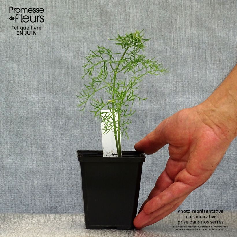 Exemplar von Gemeines Rutenkraut - Ferula communis Kleine Töpfe von 8/9 cm wie im Sommer geliefert