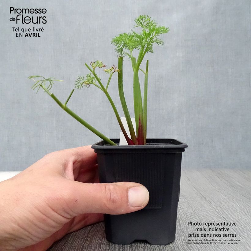 Example of Gemeines Rutenkraut - Ferula communis Kleine Töpfe von 8/9 cm as you get in printemps