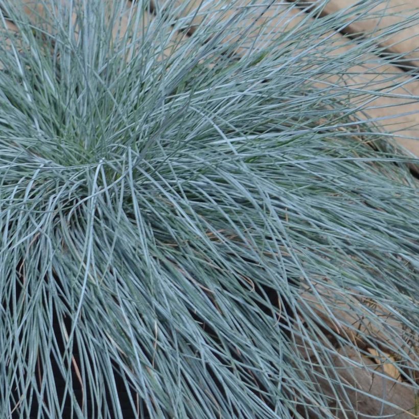 Blau-Schwingel Intense Blue - Festuca glauca (Foliage)