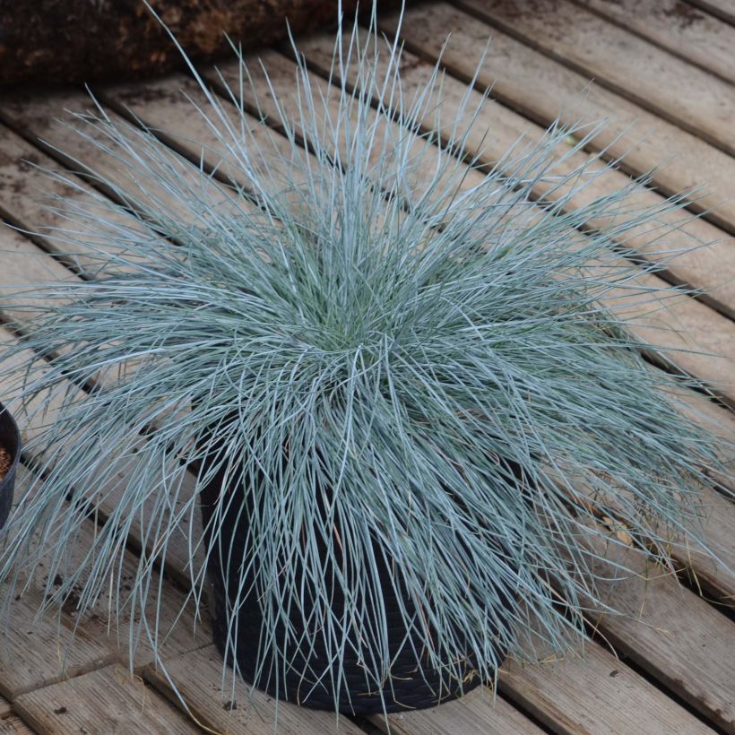 Blau-Schwingel Intense Blue - Festuca glauca (Plant habit)