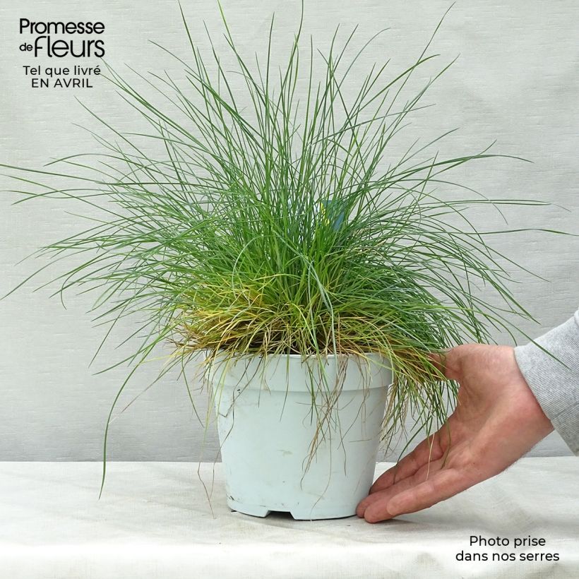 Example of Blau-Schwingel Intense Blue - Festuca glauca Topf mit 2L/3L as you get in printemps